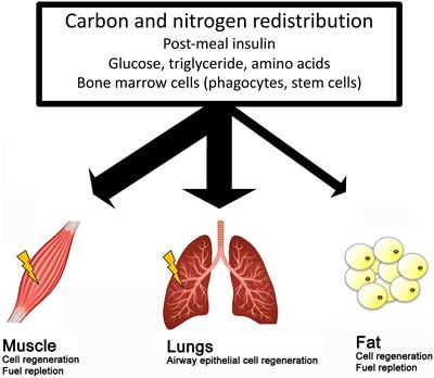 Scientific Challenges on Theory of Fat Burning by Exercise